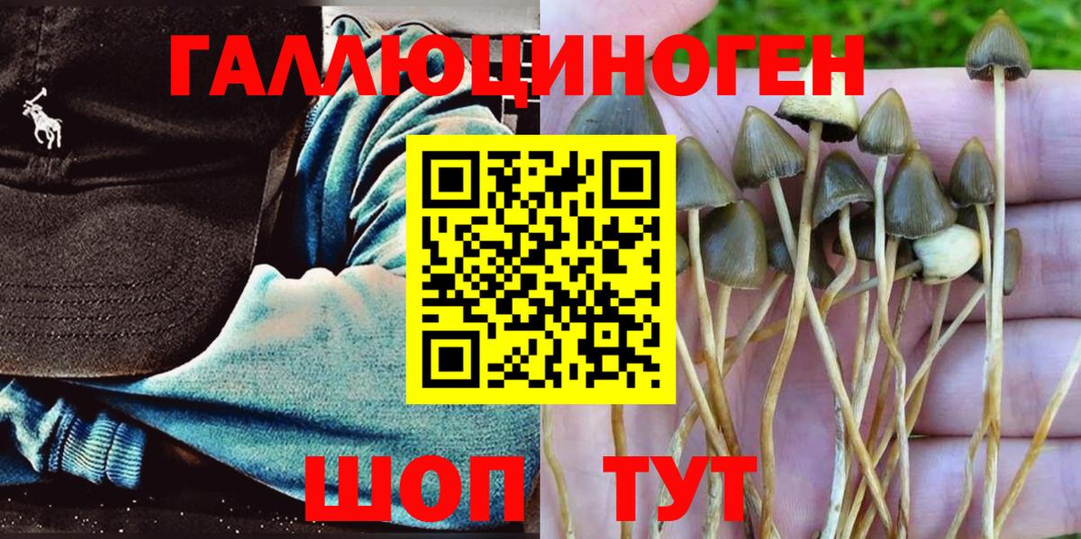 Псилоцибиновые грибы GOLDEN TEACHER  Вход с VPN  Протвино  купить закладку  Псилоцибиновые грибы Cubensis 